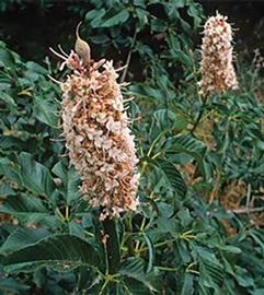  California buckeye; photo by Dewey M. Caron
